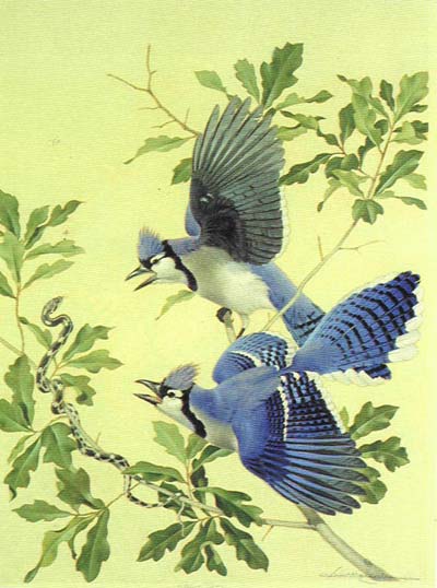 bird paintings impression
