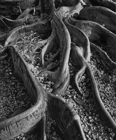 ansel adams photography. Ansel Adams and Clyde Butcher