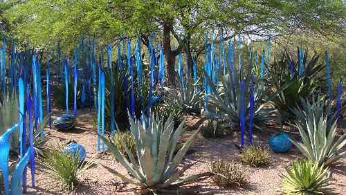 Chihuly Installations At Desert Botanical Garden Images Page 3